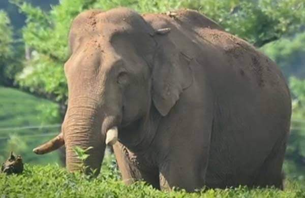 Arikomban rogue elephant of Kerala
