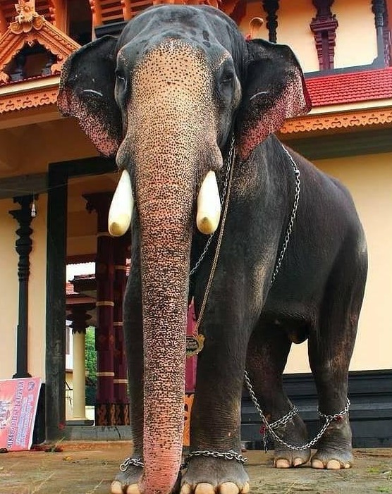 Chirakkal Kalidasan Kerala Elephant