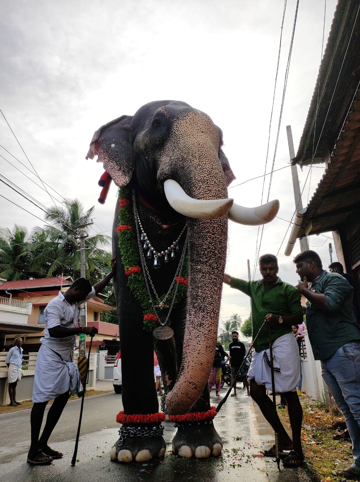 Chirakkal Kalidasan Pattabhishekham Elephant