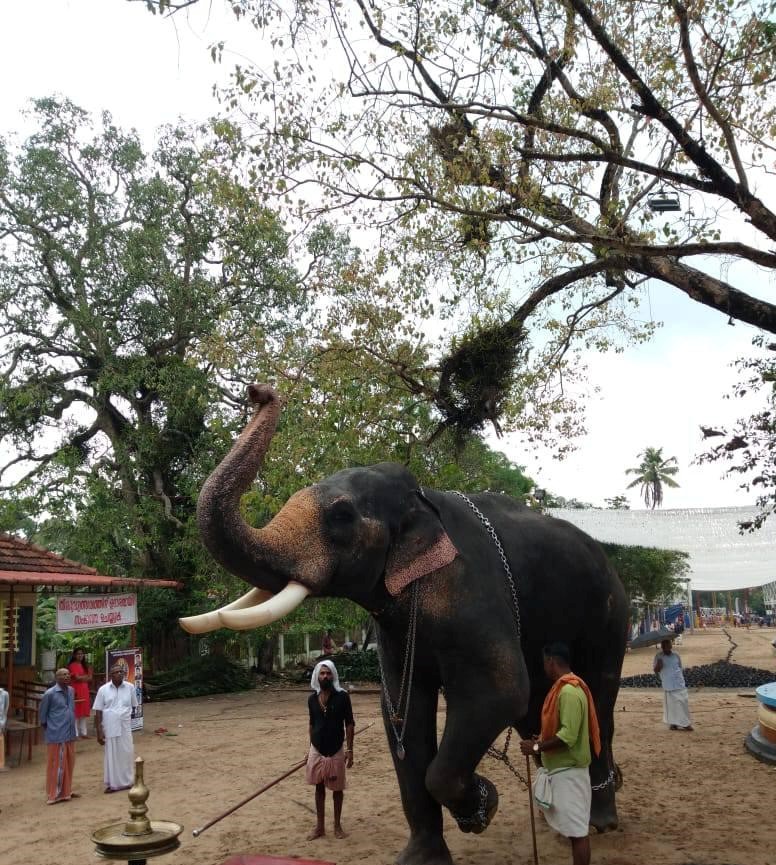 Chirakkal Kalidasan Star Elephant