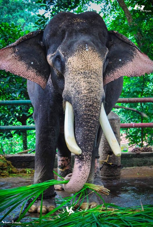 Kottur Soman Kerala Elephant