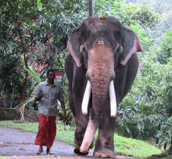 Kottur Soman Oldest Living Elephant