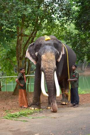 Kottur Soman Kumki Elephant