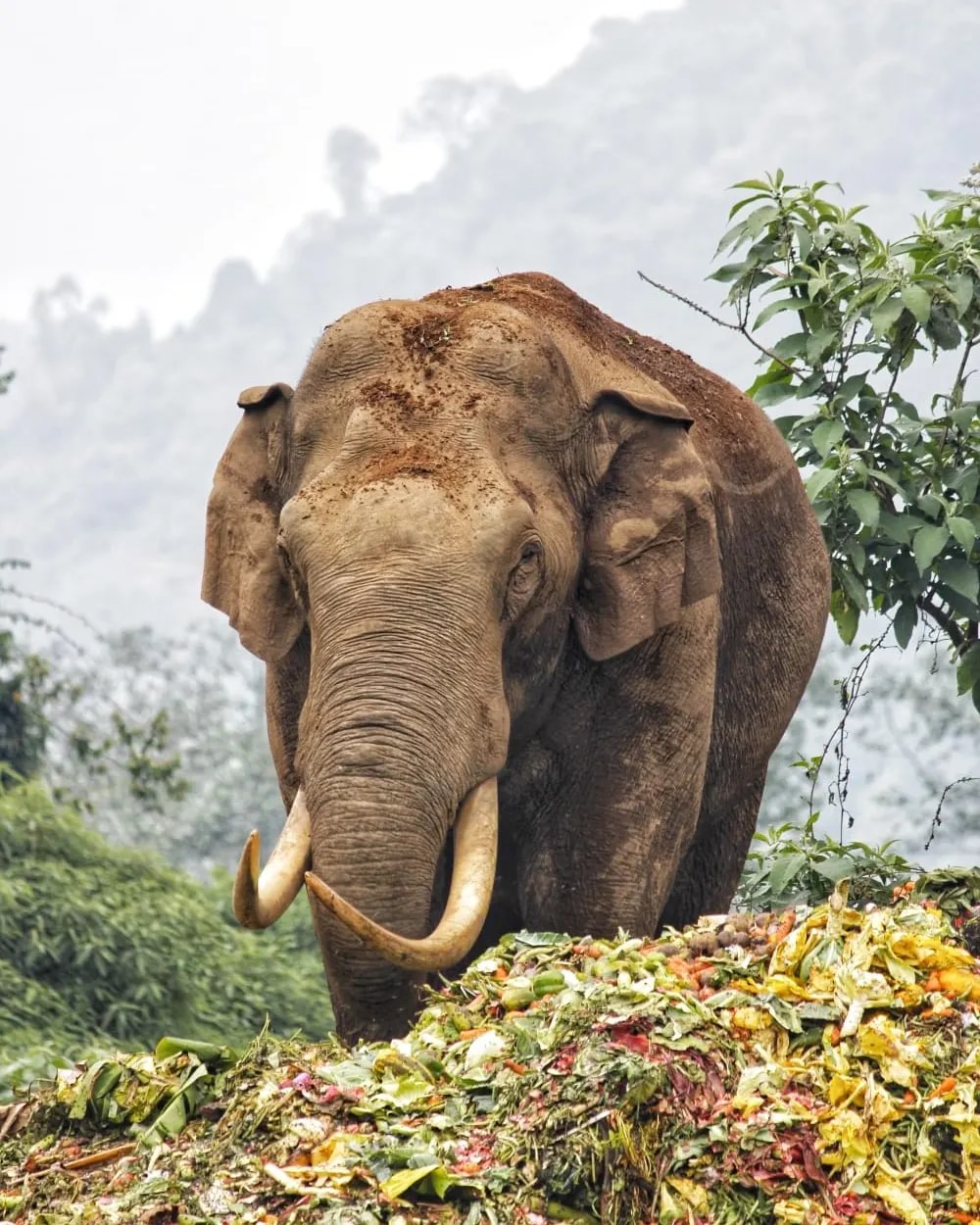 Padayappa Kerala Elephant