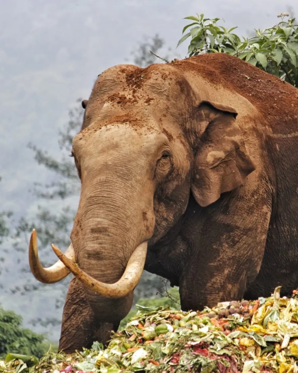 Padayappa elephant Kerala