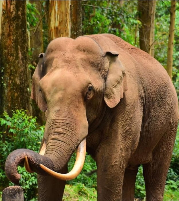 Padayappa Wild Elephant