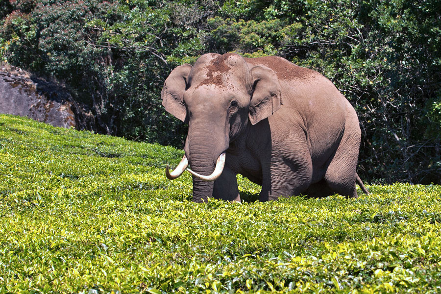 Padayappa or Munnar elephant