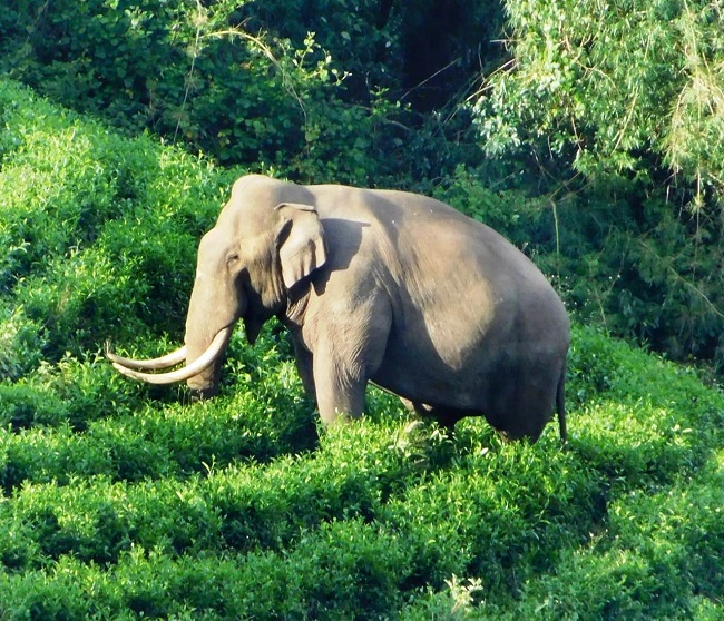 Padayappa Elephants in Kerala