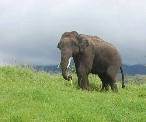 Padayappa Wild elephant Seen in Road