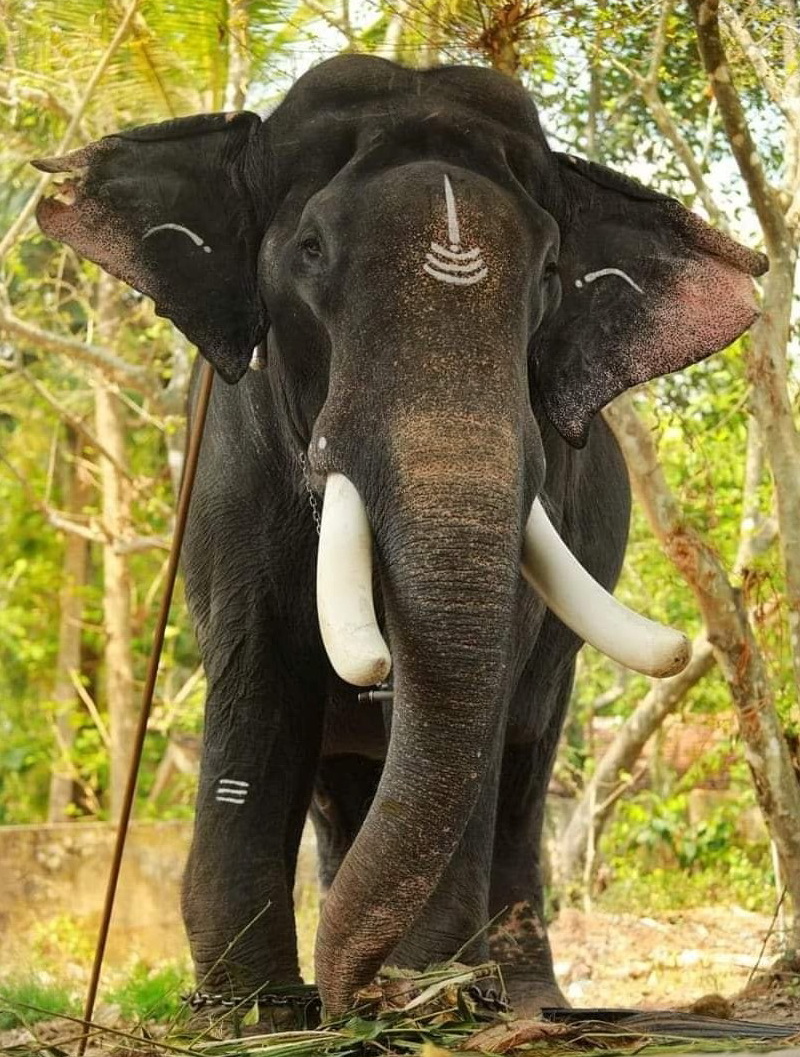 Gajarajan Pampady Rajan പാമ്പാടി രാജൻ ആന Kerala Elephant