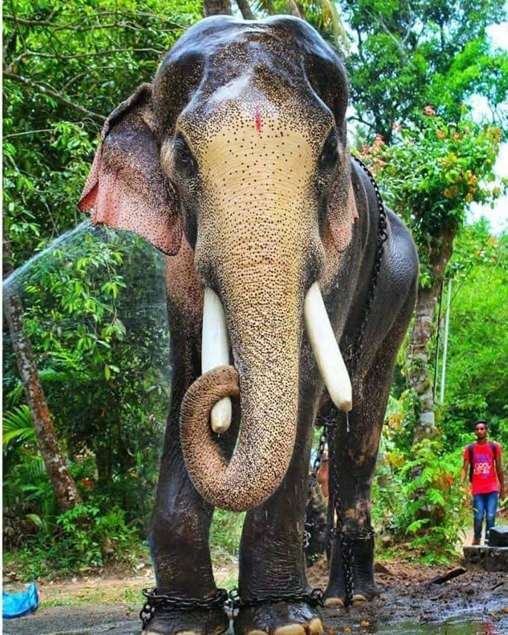 Thechikkottukavu Ramachandran Kerala Elephant