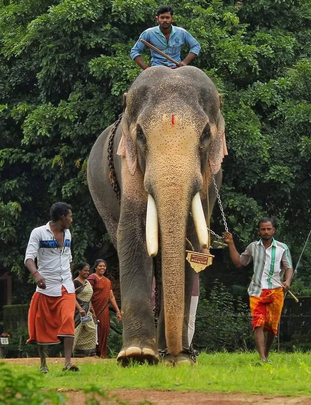 Thechikkottukavu Ramachandran Thrissur Pooram
