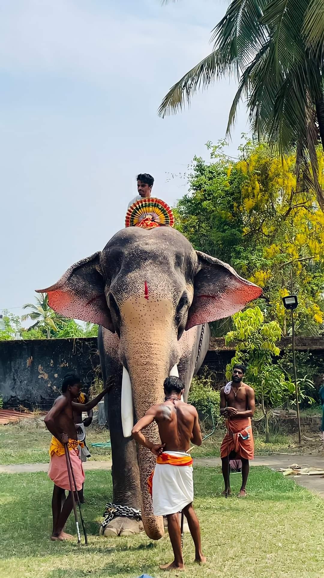 Thechikkottukavu Ramachandran tallest living captive elephant