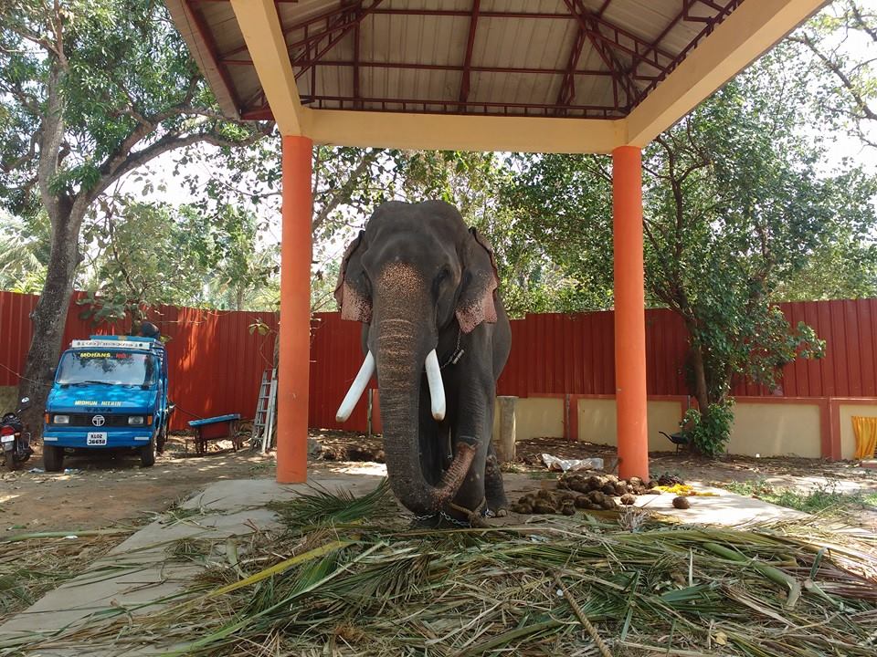 Thrikkadavoor Sivaraju Kerala Elephant