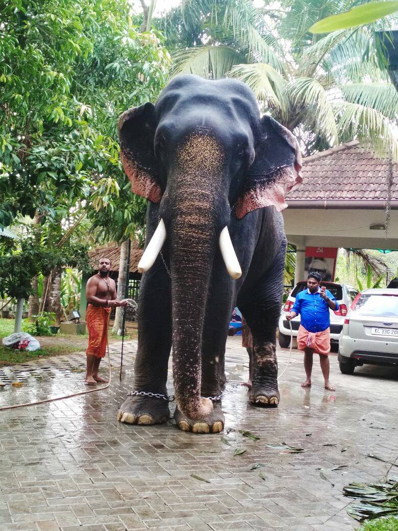 Thrikkadavoor Sivaraju tallest living elephants in Asia