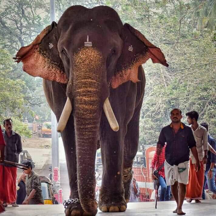 Thrikkadavoor Sivaraju tallest elephant