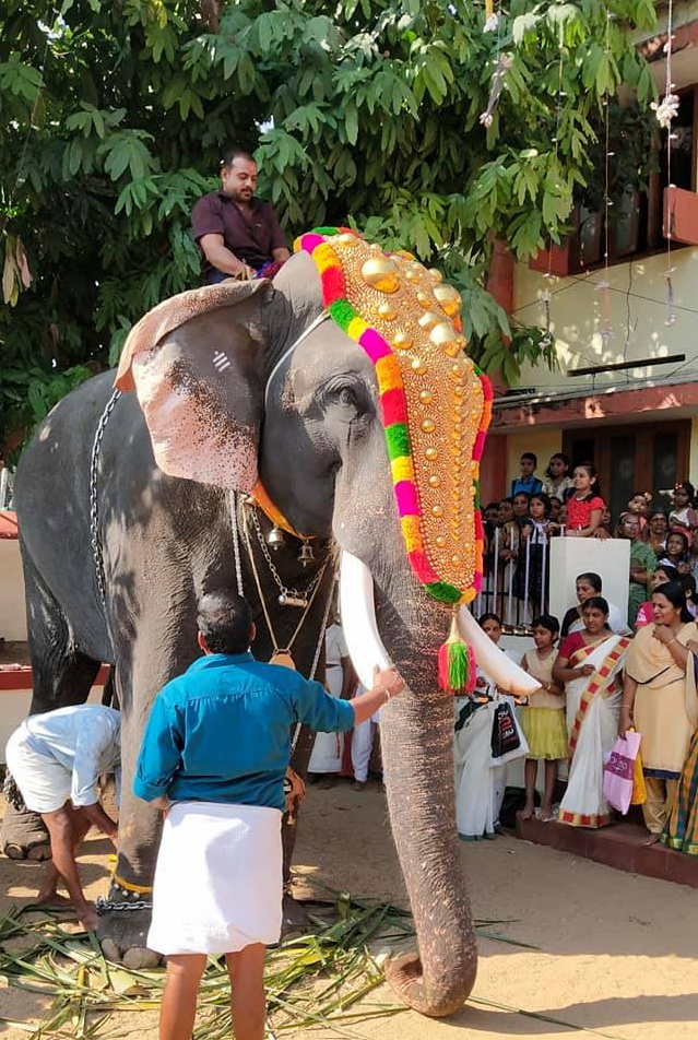 Thrikkadavoor Sivaraju beautiful elephant