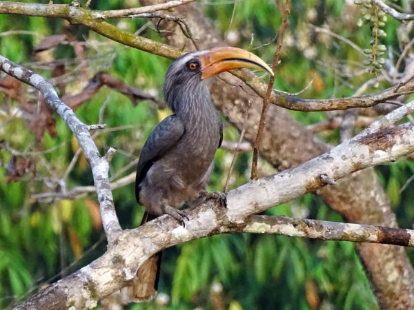 Thattekad Bird Sanctuary Kerala