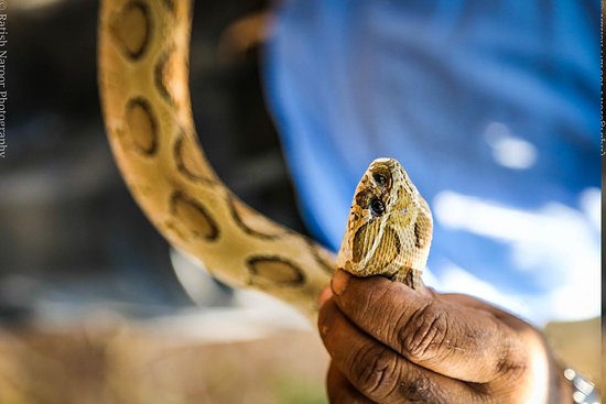 Parassinikkadavu Snake Park in Kannur Kerala