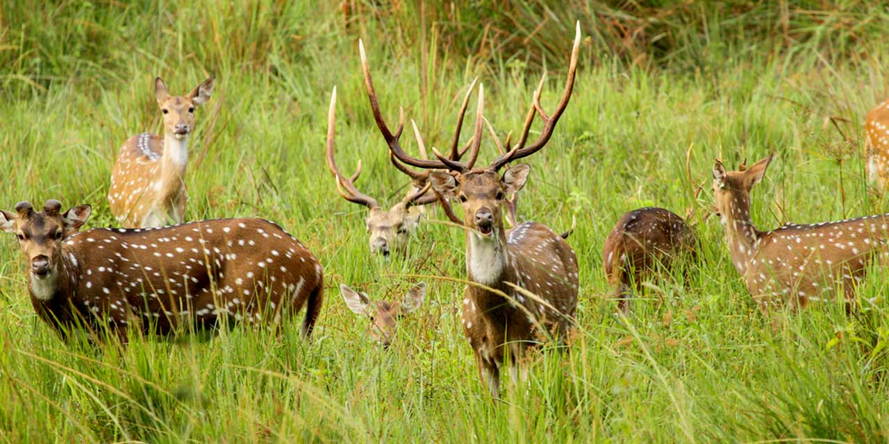 Wayanad Wildlife Sanctuary tourist place 