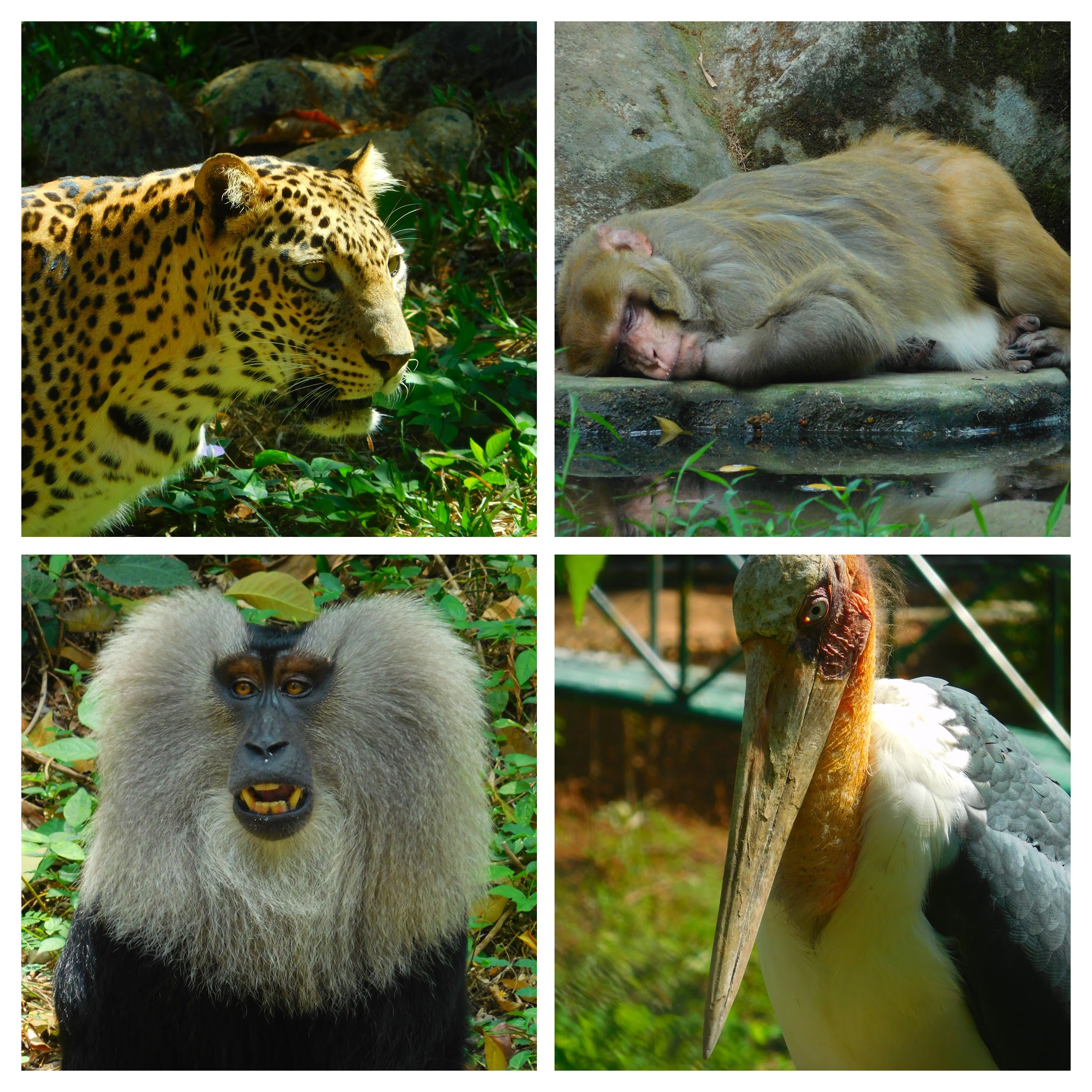 famous Zoological Parks in kerala zoos